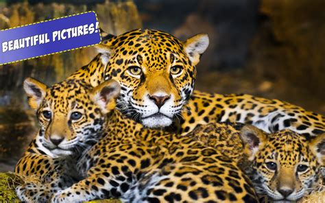 Big Cats Jigsaw Puzzles Uk Appstore For Android
