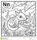 Numbat Coloring Alphabet Colorless Letter Book sketch template