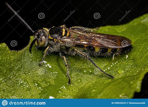 adult scoliid wasp stock image image  insects campsomerinae