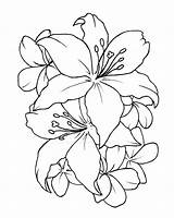 Flower Tattoo Outline Drawing Flowers Simple Designs Tattoos Lily Hibiscus Drawings Peony Lilly Water Stencils Small Stencil Coloring Plant Floral sketch template