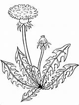Dandelion Coloring Pages Flower Drawing Color Flowers Choose Board sketch template