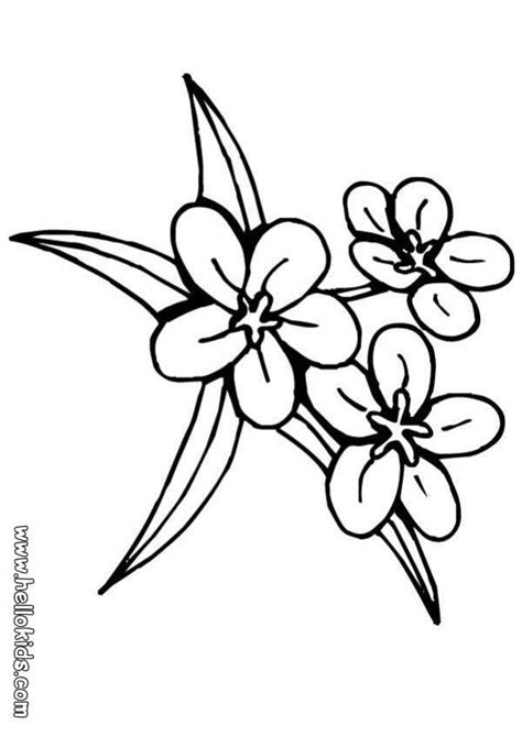 jasmine flower coloring pages