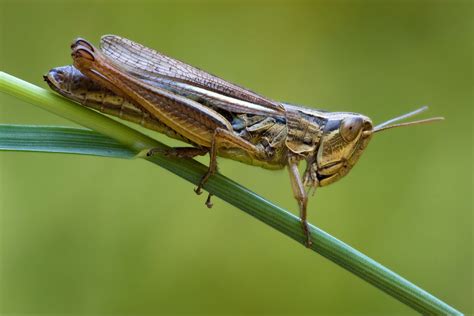 locust control  treatments   home yard  garden
