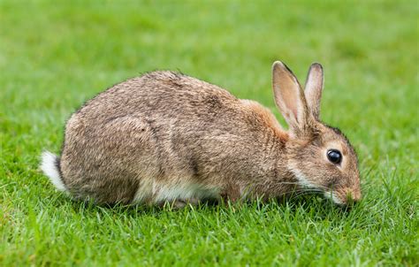 fileeuropean rabbit lake district uk august jpg wikimedia