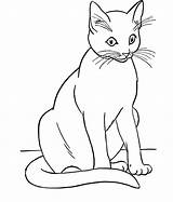Cat Coloring Siamese Drawing Line Pages Cartoon Color Designlooter Getdrawings Kids sketch template