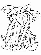 Coloriage Haricots Bohnen Ausmalbilder Peuters Legumes Malvorlagen Chard Ninjago Coloringhome sketch template