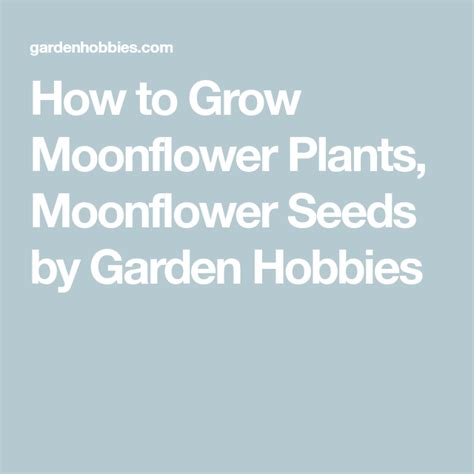 grow moonflower plants moonflower seeds  garden hobbies