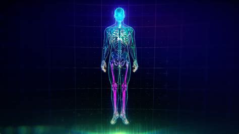 colorful human body animation  flares  particles showing veins bones organs  skin