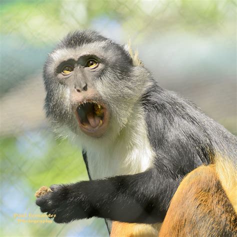 screaming wolfs mona monkey   denver zoo colorado flickr