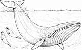 Whale Coloring Pages Blue Printable Whales Wildlife Animals Drawing Humpback sketch template