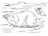 Coloring Plains Gophers Pocket Gopher Pages sketch template
