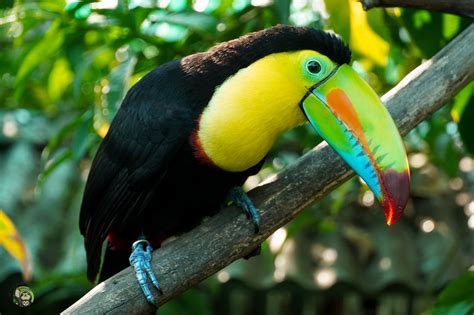 wildlife catalog keel billed toucan toucan rescue ranch