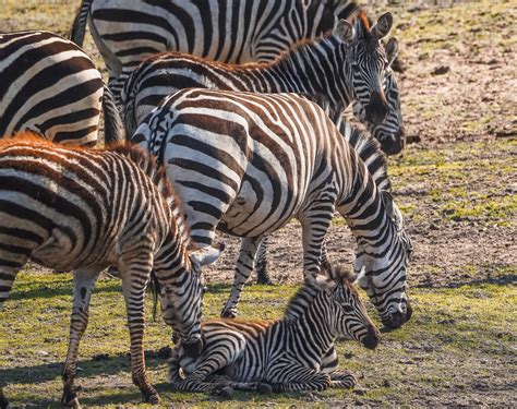 geboortegolf op savannes beekse bergen twee zebras en een giraffe goednieuwsnl