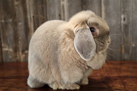 hook s hollands holland lop does ohio holland lops