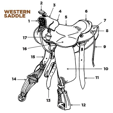 parts   english  western saddle  bridle horse illustrated