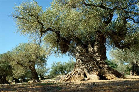 oldest olive trees ibrahim alalou medium