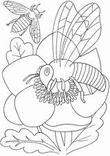 Coloring Pages Bee Insect Flower Insects Bees Kids Print Printable Color Drawing sketch template