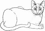 Cat Coloring Pages Printable Siamese Template Color Templates Drawing Colouring Para Supercoloring Outline Gatos Cats Adult Shape Colorir Getdrawings Desenhos sketch template