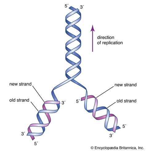 dna definition discovery function bases facts structure britannica