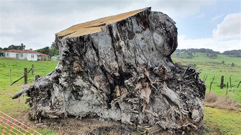 ancient kauri trees reveal  turning point  earths history  years  niwa