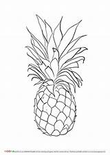 Pineapple Coloring Drawing Printable Pages Template Pineapples Line Fruit Colouring Fruits Drawings Kids Color Pinapple Print Apple Small Book Clothing sketch template