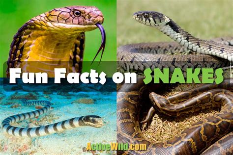 fun facts  snakes discover interesting facts  snakes
