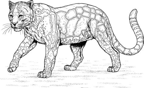 leopard coloring page printable