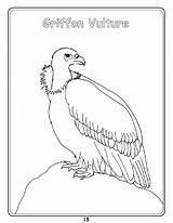 Vulture Griffon Designlooter sketch template