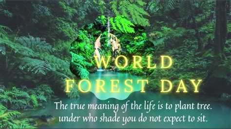 world forest day st march international day  forests status