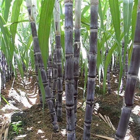 amazoncom sugar cane seeds  planting