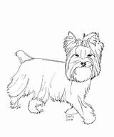 Yorkshire Coloring Terrier Pages Yorkie Dog Yorkies Cairn Puppy Chien Coloriage Imprimer Teacup Dogs Designlooter Poo Gif Drawings Terriers 360px sketch template