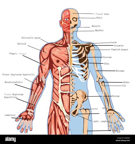 corps humain anatomie medecine de la sante de lillustration la