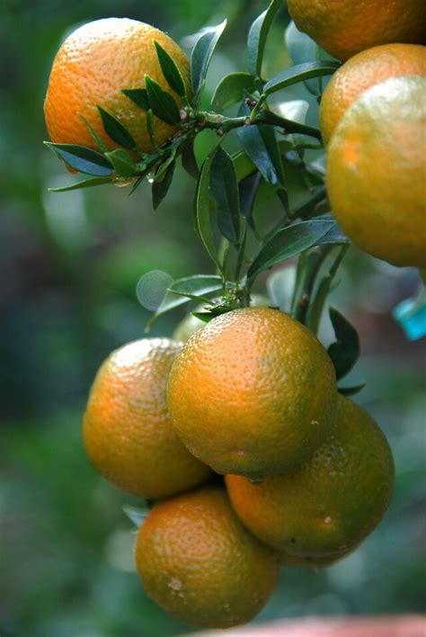 citrus  sinensis twin fruit