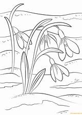 Snowdrop Pages Flowers Coloring Color Print Printable sketch template