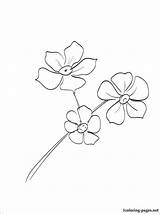 Forget Drawing Nots Flower Outline Coloring Pages Tattoo Choose Board Getdrawings sketch template
