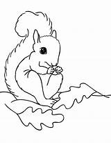 Squirrel Coloring Pages Printable Preschool Kids Color Squirrels Clipart Print Fall Leaves Cliparts Template Animal Library Animals Clip Popular Coloringhome sketch template