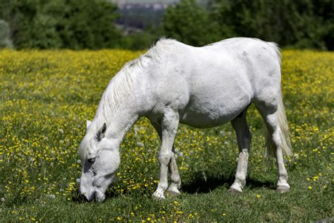 le cheval blanc photo  image champs jaune seine  marne images