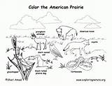 Coloring Prairie Grassland Pages Habitat Biome American Animals Animal Habitats Clipart Map Kids Science Grasslands Printable Color Worksheet Search Clip sketch template