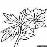 Coloring Geranium Flower Pages Online Flowers Color Drawings Water 560px 65kb Clipart Geraniums Thecolor sketch template