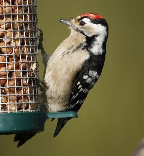 details lesser spotted woodpecker birdguides