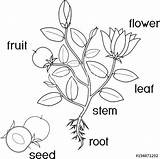 Plant Parts Coloring Fruit Flowers Flowering Root Vector Pages Color Seed Science School Life Getcolorings Printable Morphology System Stock sketch template