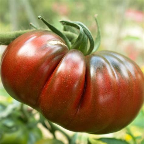 tomato black krim seeds theseedcollection