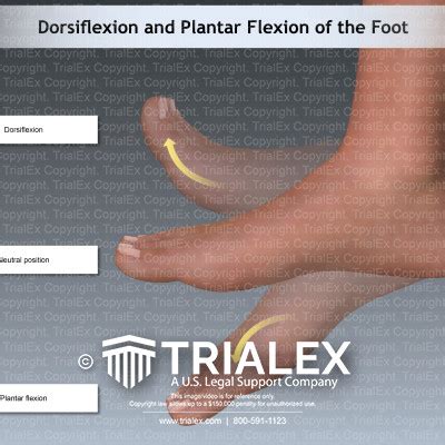 dorsiflexion  plantar flexion   foot trialexhibits