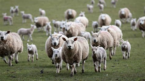 aumenta rapidamente la crianza de ovejas en olancho diario roatan