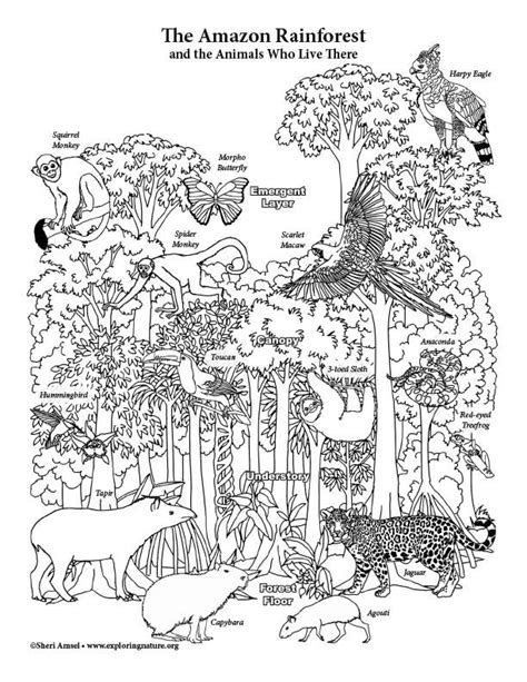 amazon rainforest layers coloring page coloring pages animal