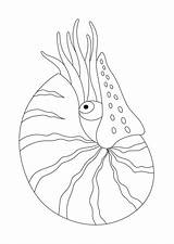 Nautilo Molluschi Coloriages Printmania sketch template