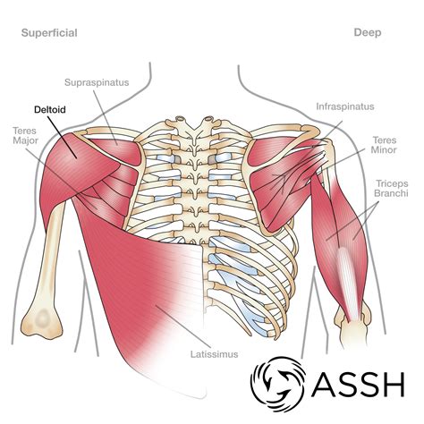 arm muscles diagram shoulder anatomy eorthopod