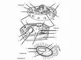 Cell Prokaryotic Prokaryotes Eukaryotic Organelle Prokaryote Eukaryotes Organelles Labeling sketch template