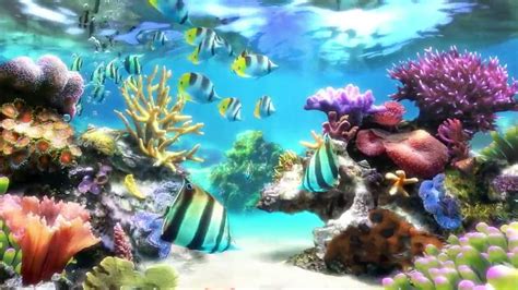 sim aquarium screensaver and live wallpaper youtube