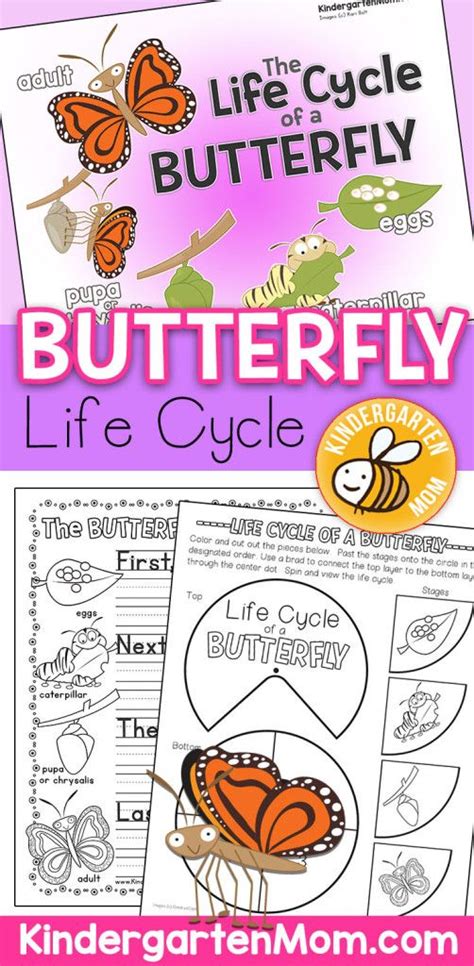 butterfly life cycle printables artofit